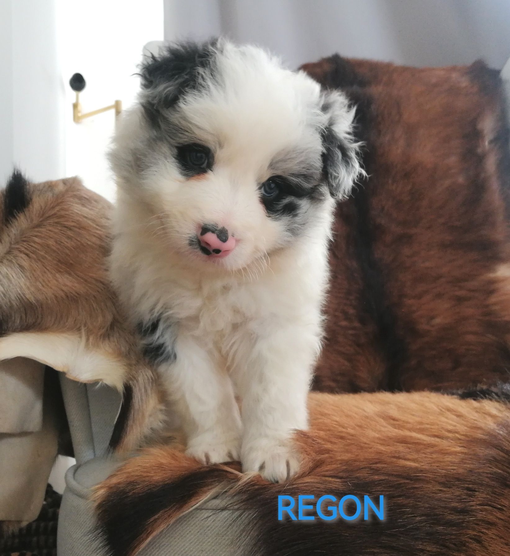 Border Collie Piesek Blue Merle