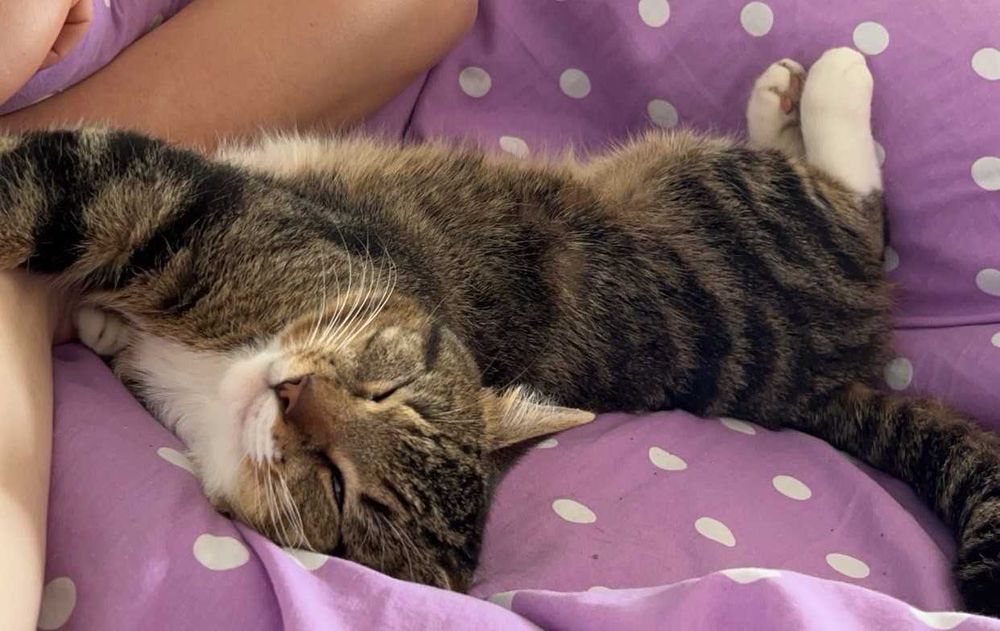 Zaginął kot z krzywą łapką TITO