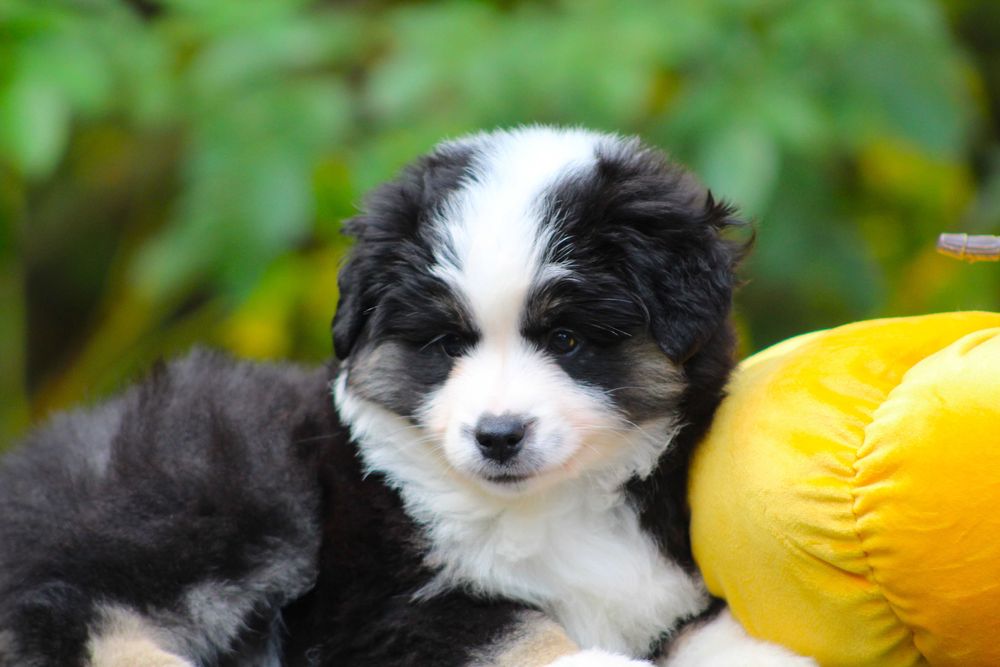 Miniaturowy owczarek amerykański mini aussie MAS