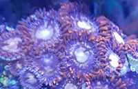HORIZON Zoanthus Zoa fioletowy koral miękki akwarium morskie