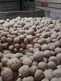 Ziemniaki wielkości sadzeniaka corinna