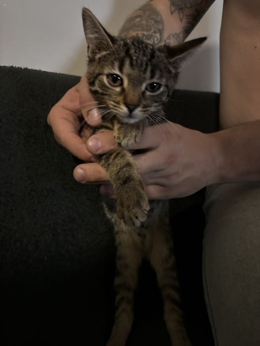 Kociaki do adopcji