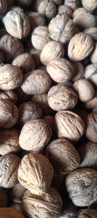 Orzechy  włoskie
