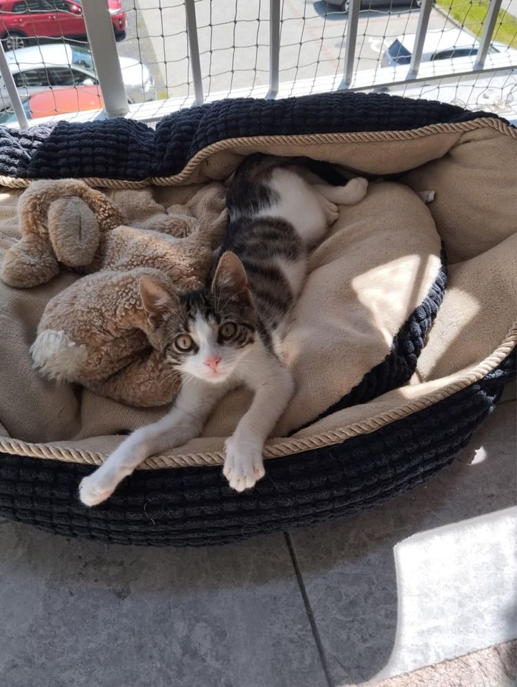 Panduś mały kotek do adopcji