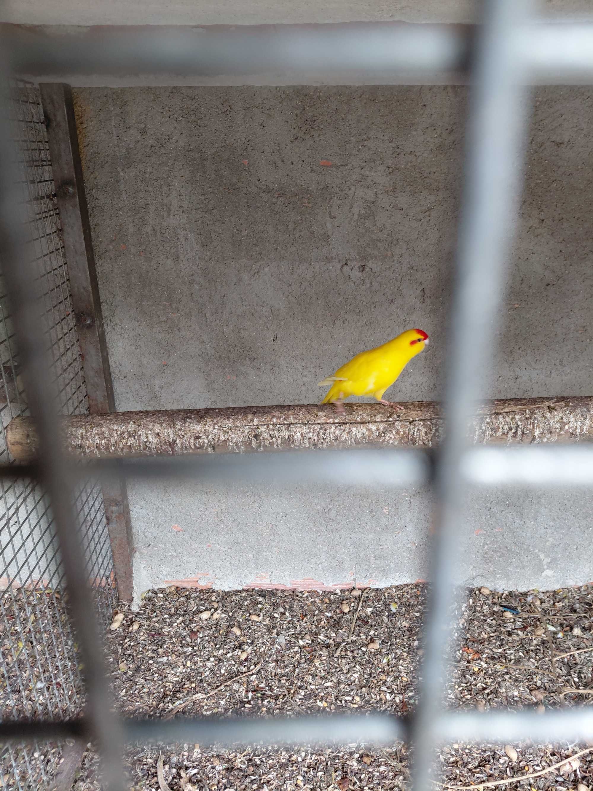 Aves barros da silva