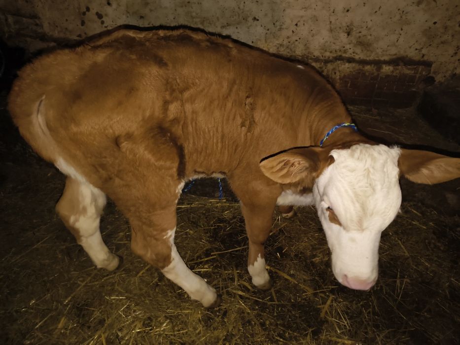 Sprzedam byczki i jalowki