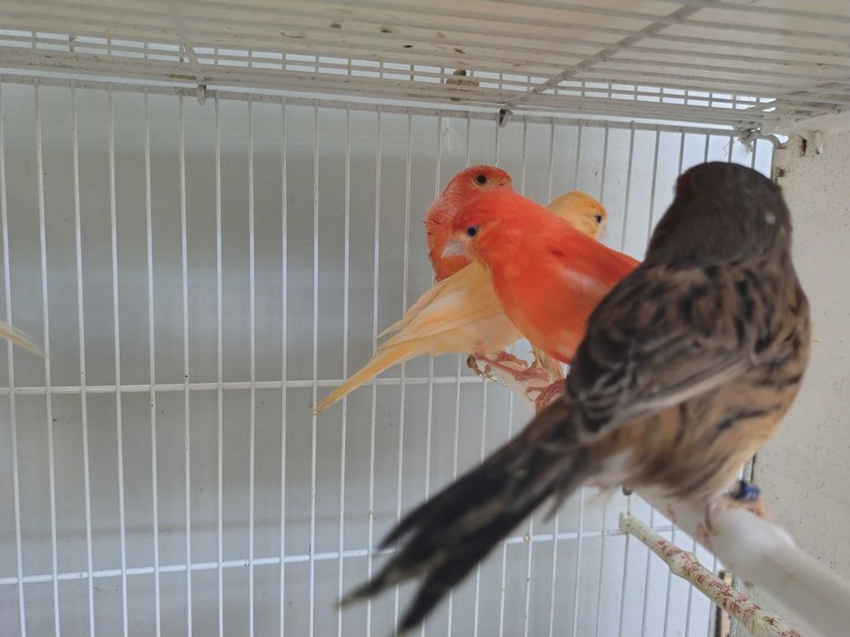 Kanarki samce samice sprzedaż