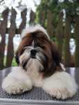 Shih Tzu piesek z rodowodem ZKwP FCI