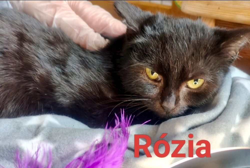 Rózia:) Człowieku Czekam tu na Ciebie ...