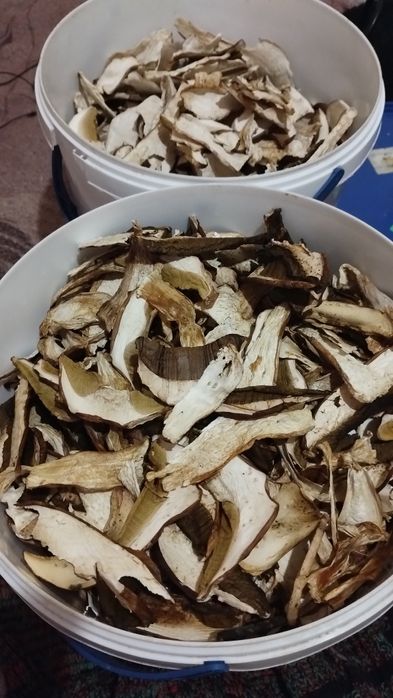 Білі гриби сушені 2025  із Закарпаття. Мариновані білі гриби