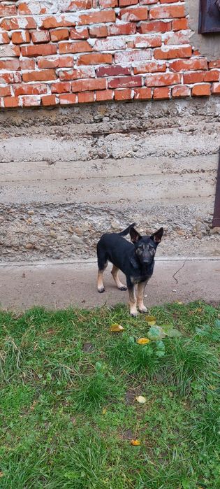 Німецька вівчарка