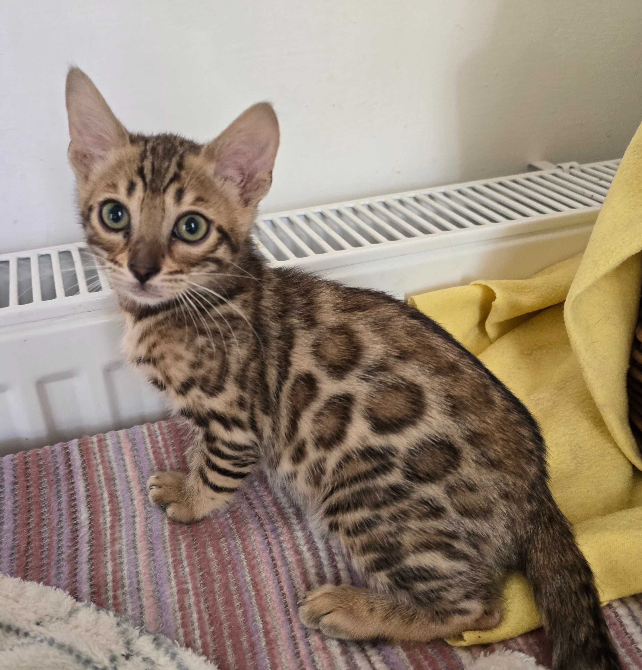 Kocurek Bengalski gotowy do odbioru