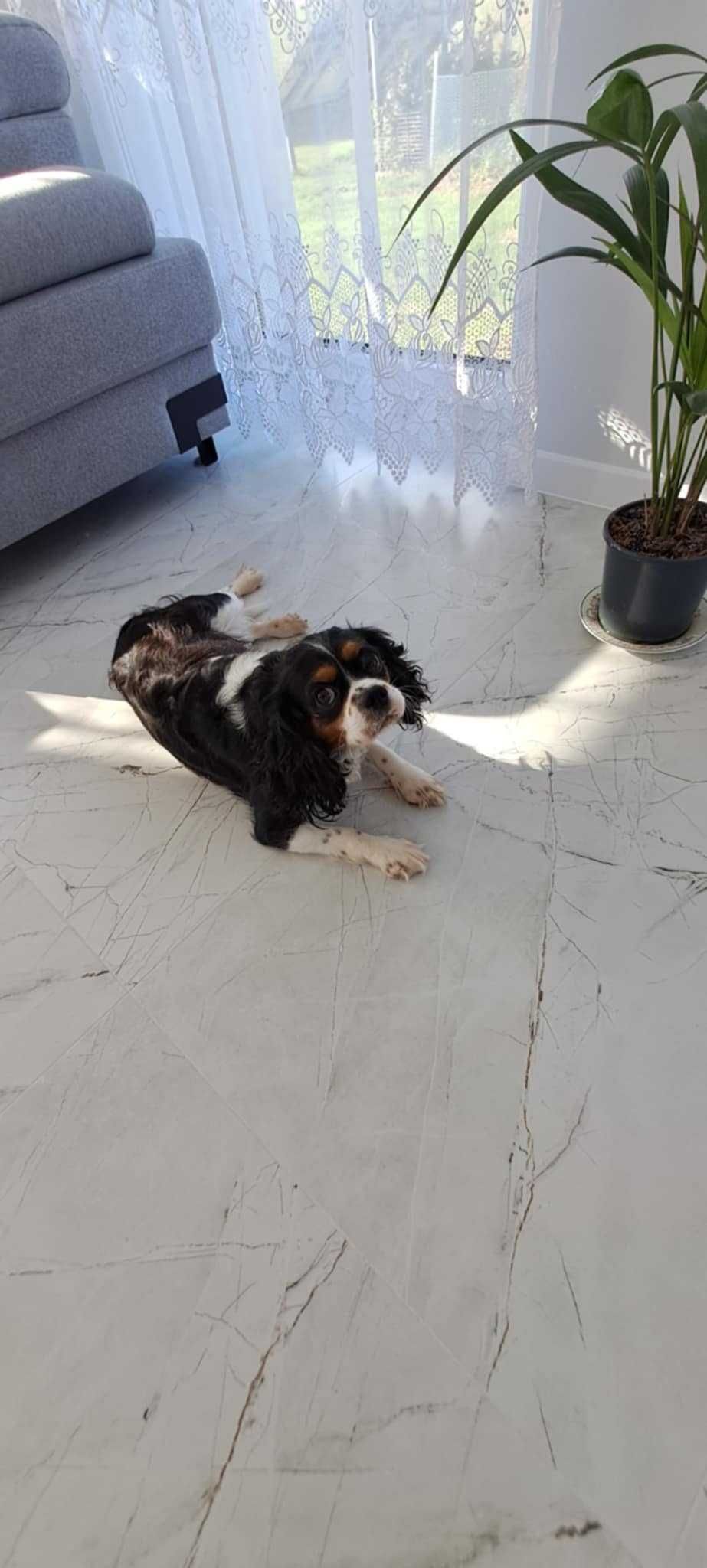 Sprzedam Cavalier king spaniel sunia