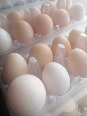 Jajka od kur wiejskie