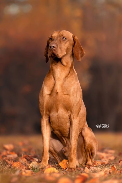 Wyżeł węgierski szczenięta FCI