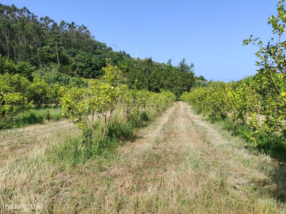 Terreno com Limoeiros | Chanca - Mafra