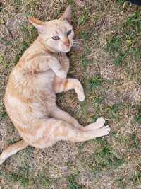 Zaginęła ruda kotka Sochaczew