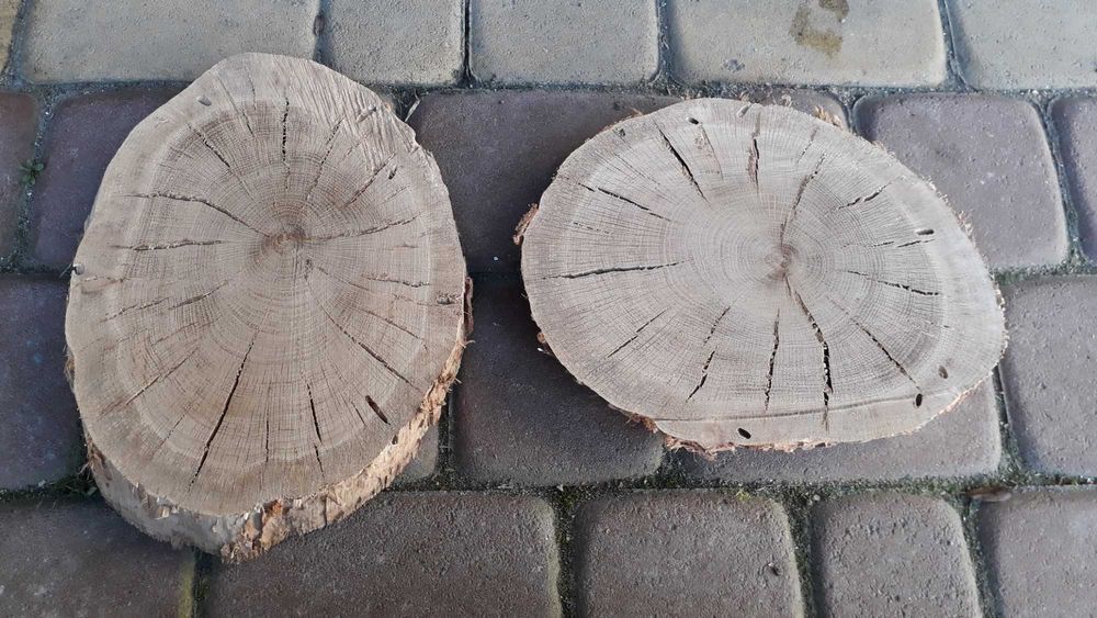 Plastry drewna dąb suche ,plaster drzewa   dębowe