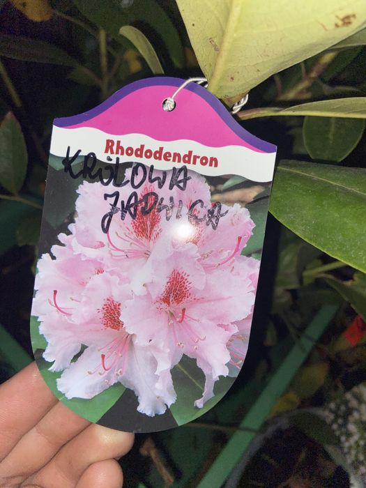 Рододендрони Польша