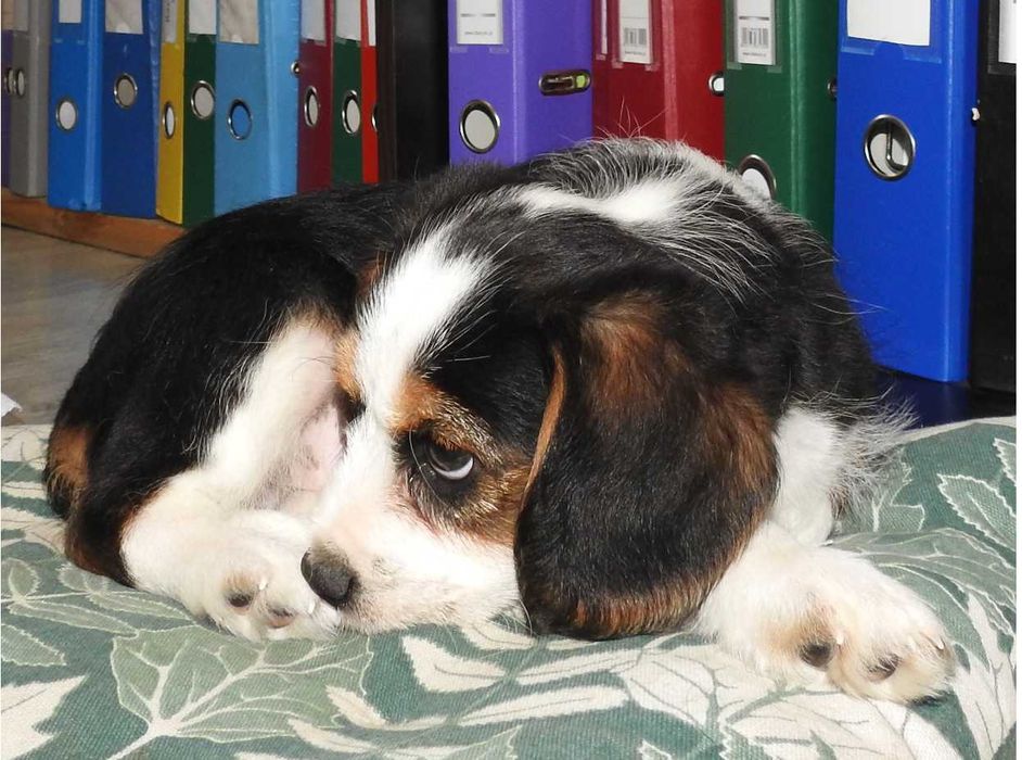 Mądra inteligentna i śliczna suczka