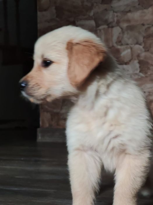 Linia amerykańska rudy samczyk  ZKPL/DNA/gen/ badania