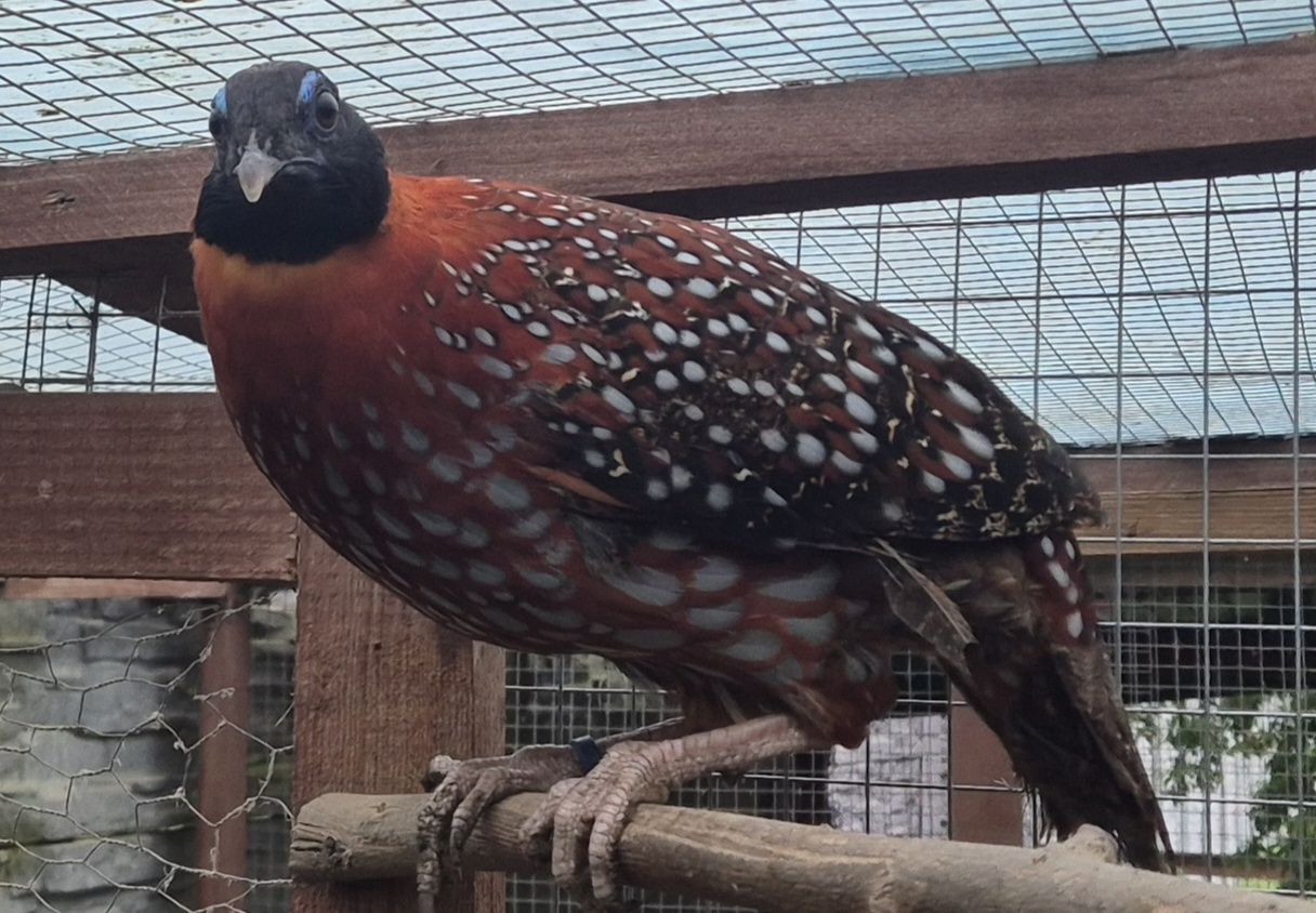 Bażanty tragopan tyminek