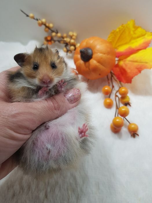 Chomik syryjski (Mesocricetus auratus) maluszki