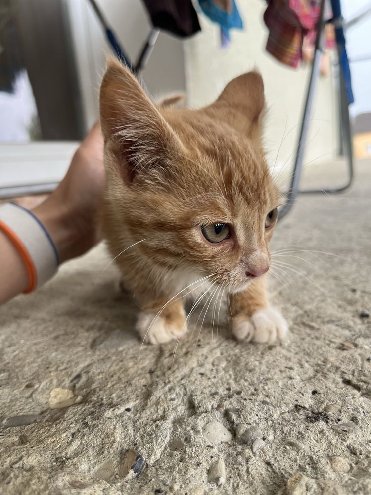 Безкоштовно! Рижий котик, котеня риже, рижик,
