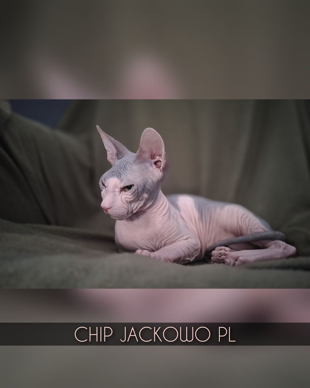 Sfinks Doński/Don Sphynx, CHIP - piękny kocurek bikolor, miot C.