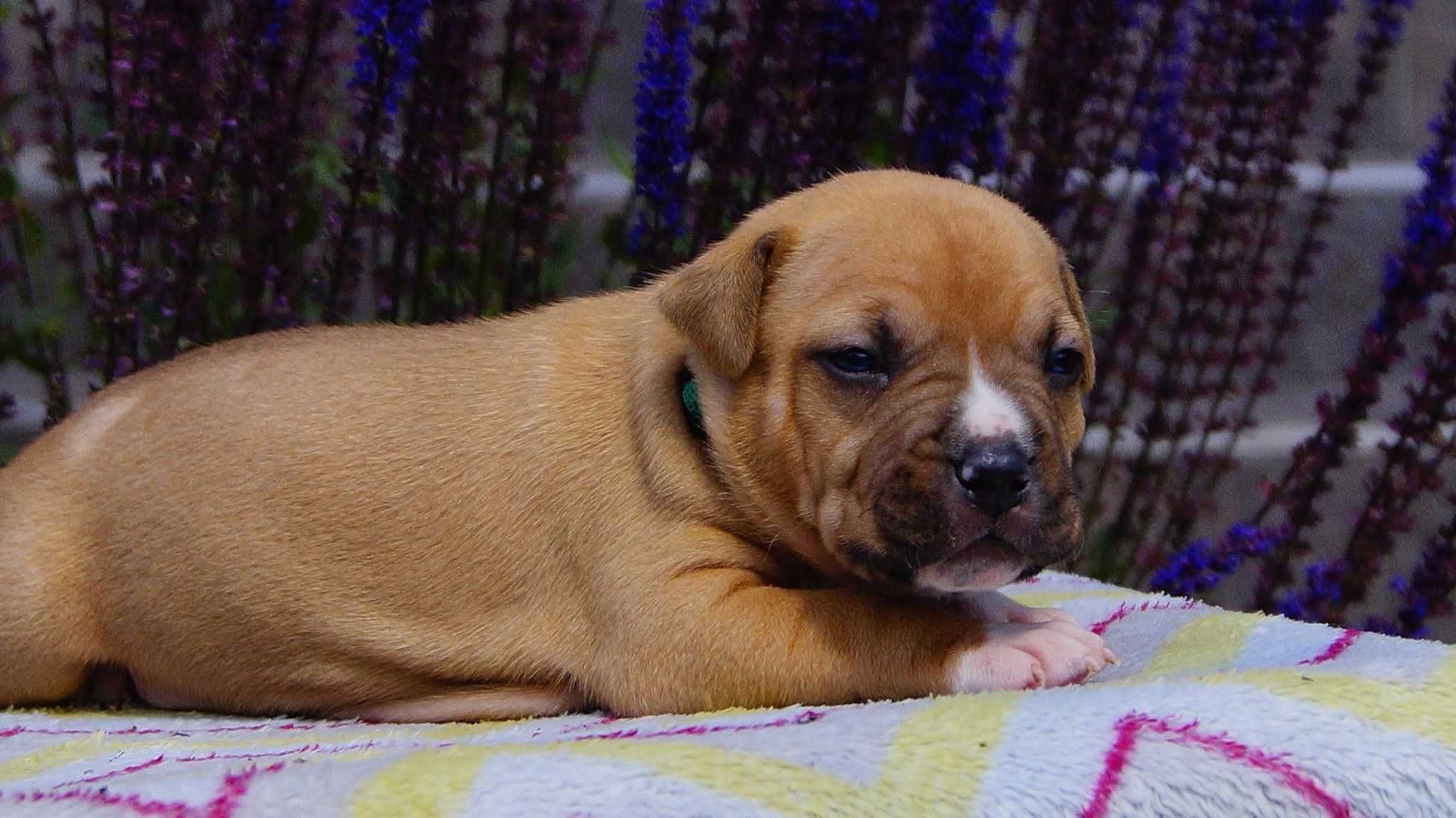 Echo,  płowy samiec American Staffordshire Terrier FCI, DO REZERWACJI