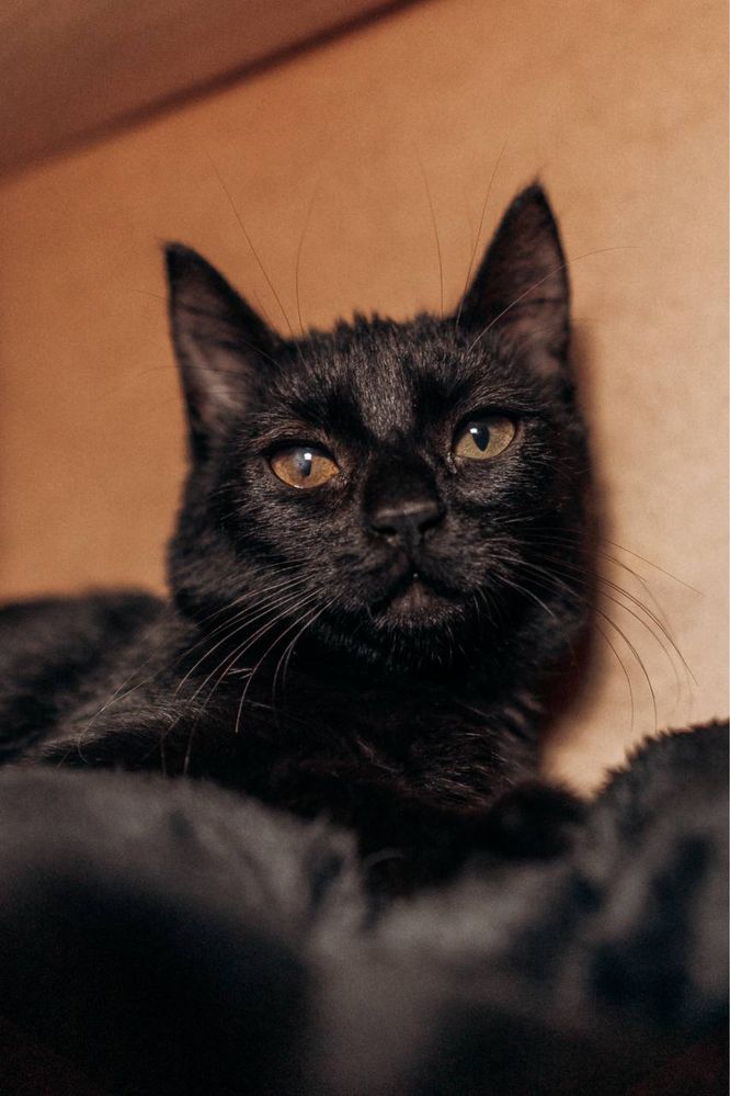 Кошеня (дівчинка, 4 міс)