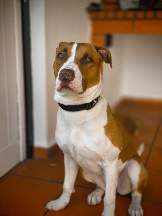 Procura-se Família para Adotar a Molly