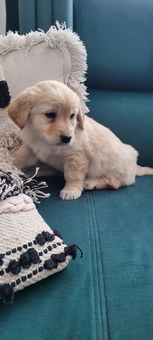 Szczeniak cocker spaniel z mieszańcem