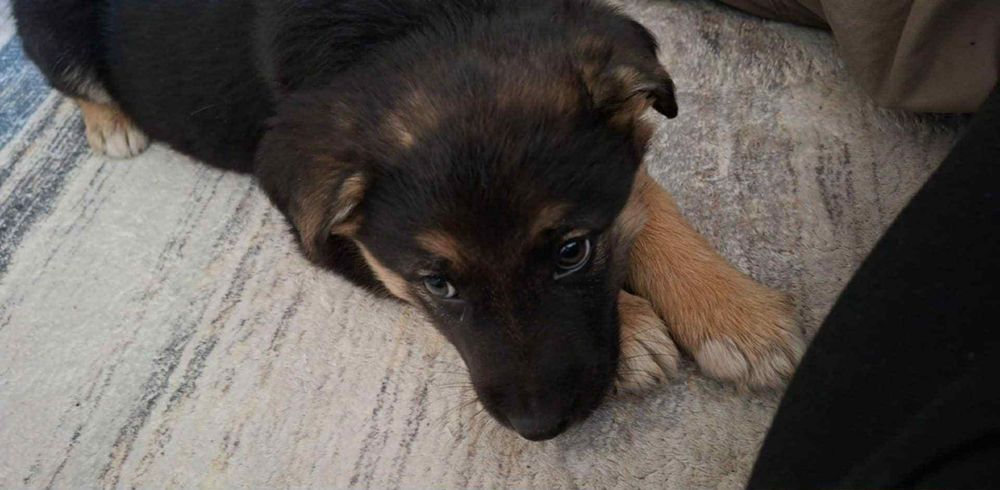 Sczeniak 7 tygodni  Bella