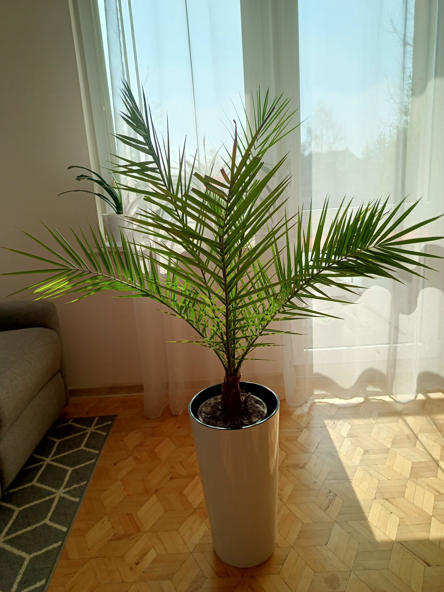 Phoenix canariensis Daktylowiec kanaryjski Palma