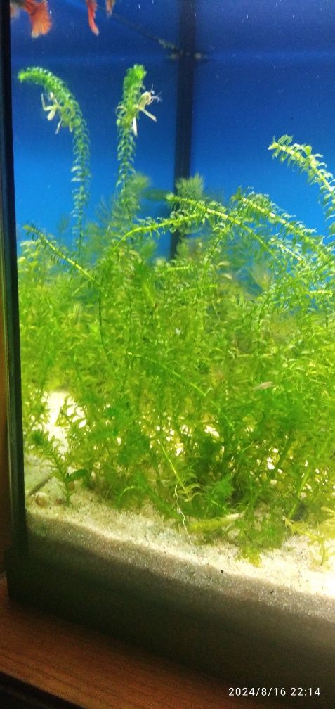 Plantas   Eleodea
