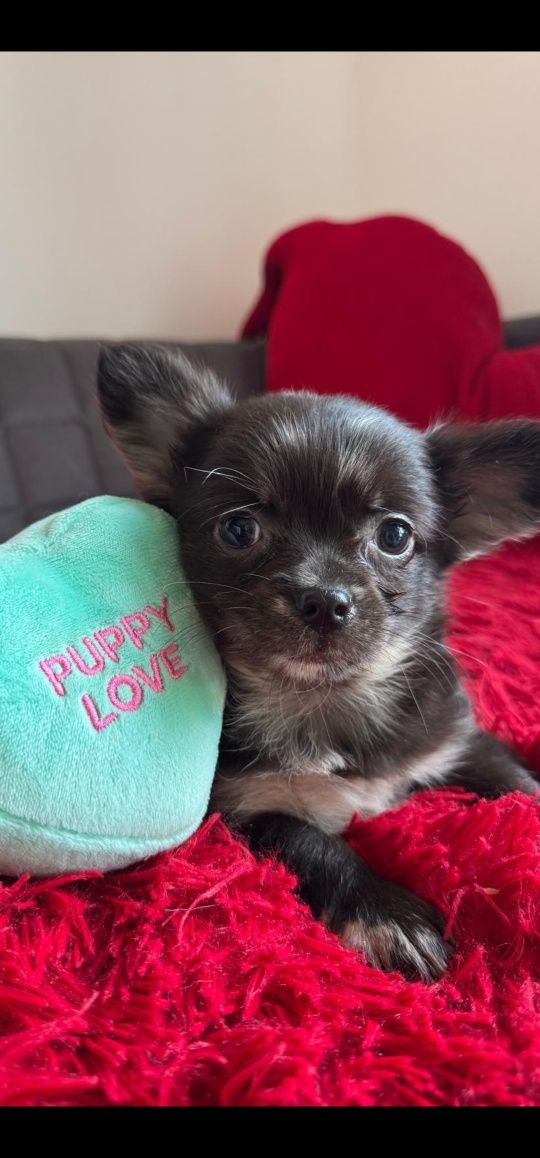 Dlugowlosy chihuahua