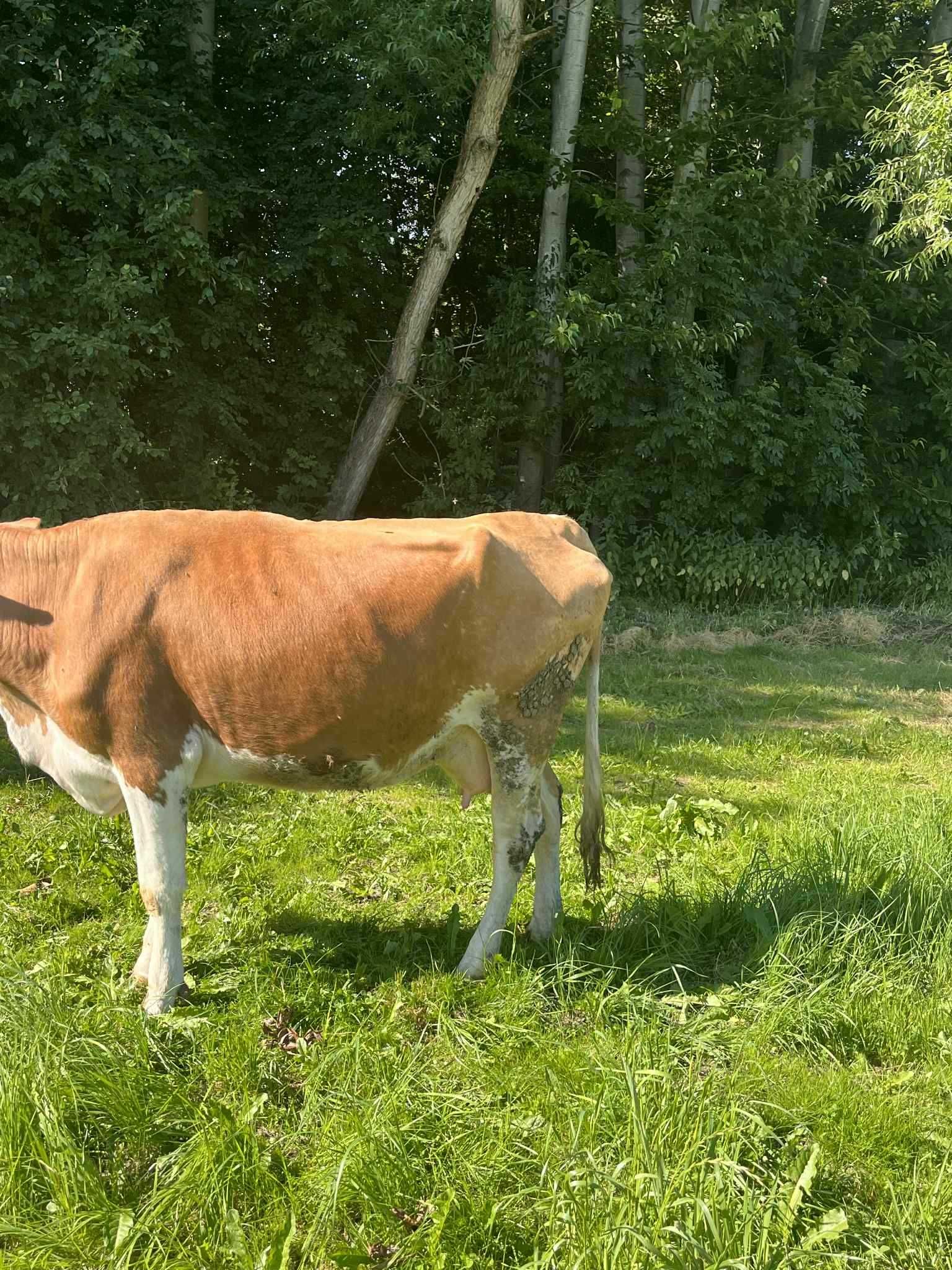 Krowa simental po wycieleniu