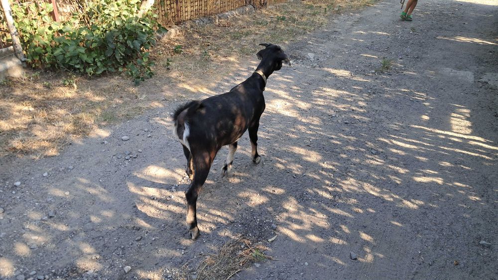 Козочка козеня дівчинка папа нубиец, мама высокодойная чешская бурая