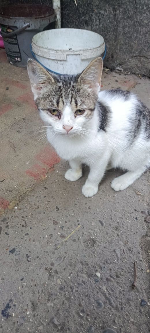 Допомога котикам корм