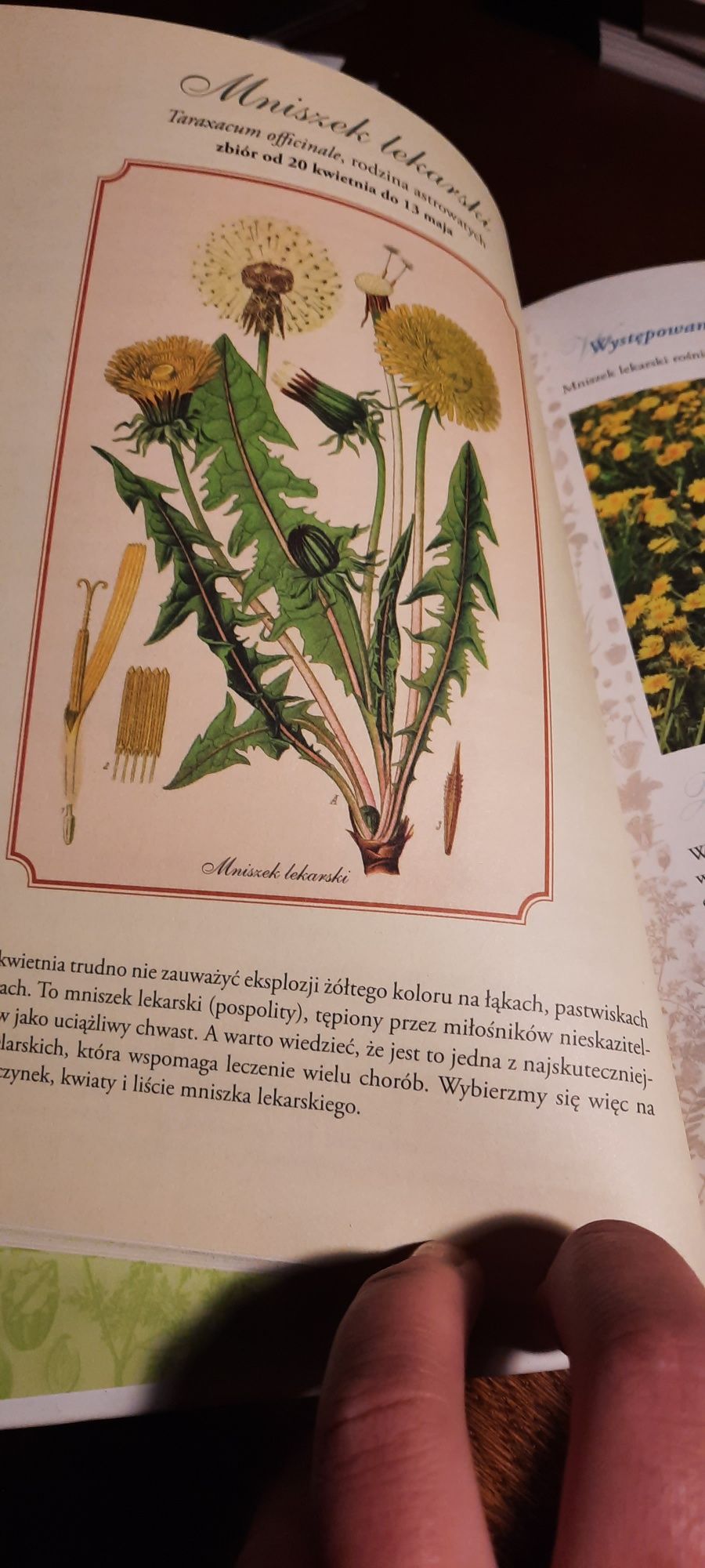 Zioła jak zbierać przetwarzać stosować
