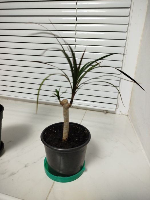 Аглаонема, педілантус