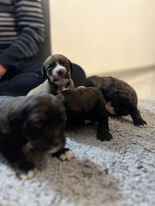 Доступні до бронювання цуценята кокер спаніель!)