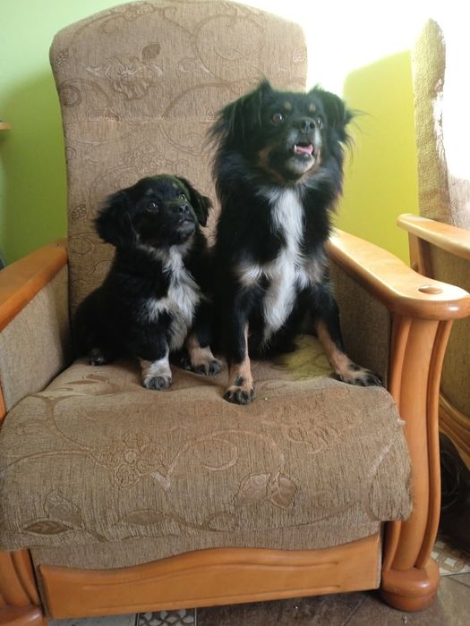 Szczeniak 3 miesiące piesek