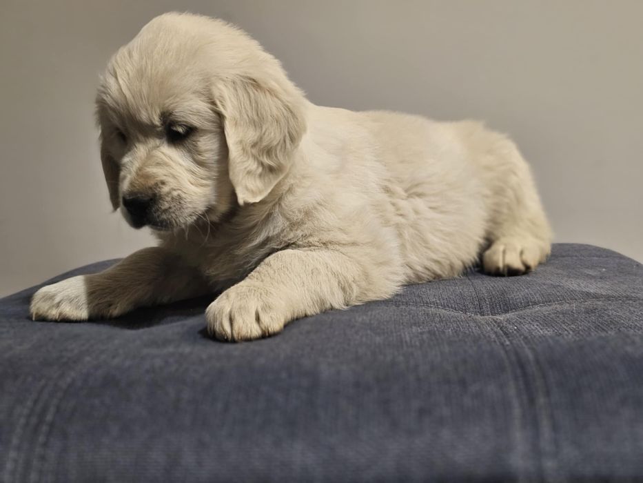 Golden Retriever suczka