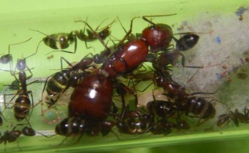 Экзотические муравьи camponotus turkestanicus.  Муравьиная ферма
