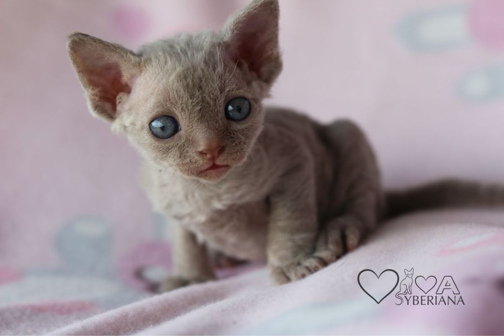 Devon rex Liliowy kocurek