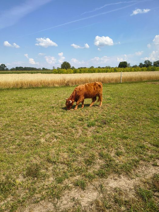 Bydło highland cattle