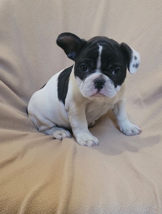 Cachorrinha Bulldog