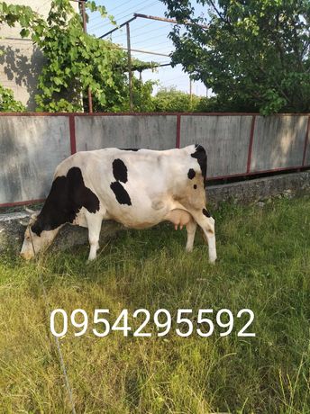 Продам корову в с.Р.Комарівці